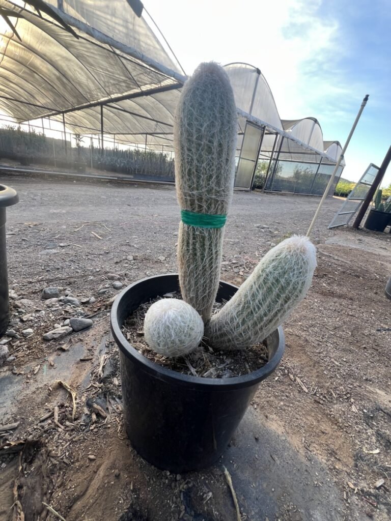 7G Espostoa Melanostele