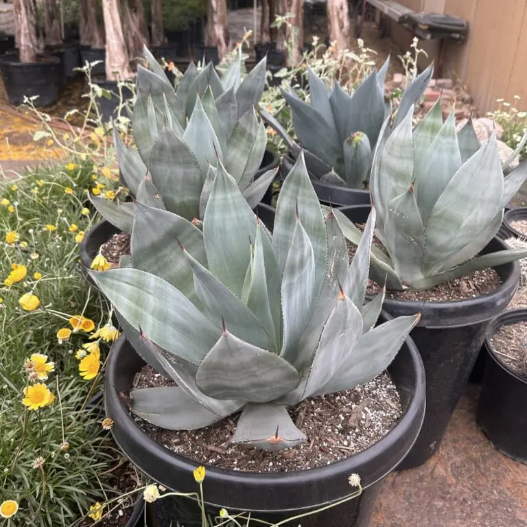 15G Agave Celsi Nova 1