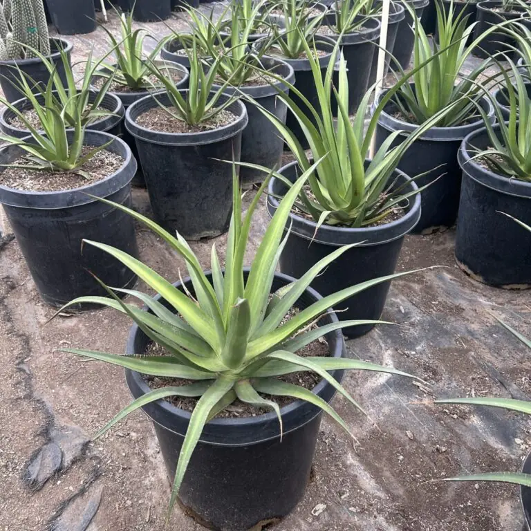 15G Agave Mateo