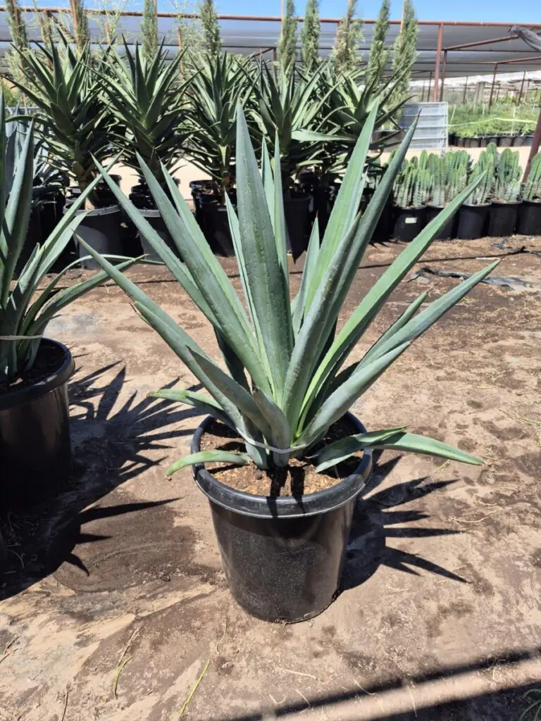 15G Agave Tequiliana Premium 1