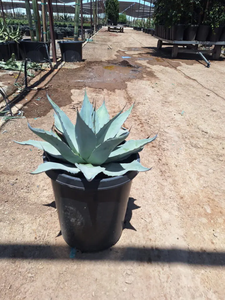 15G Agave Ovatifolia Sale 1