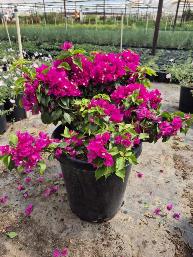 15G Alexandra Bougainvillea 1