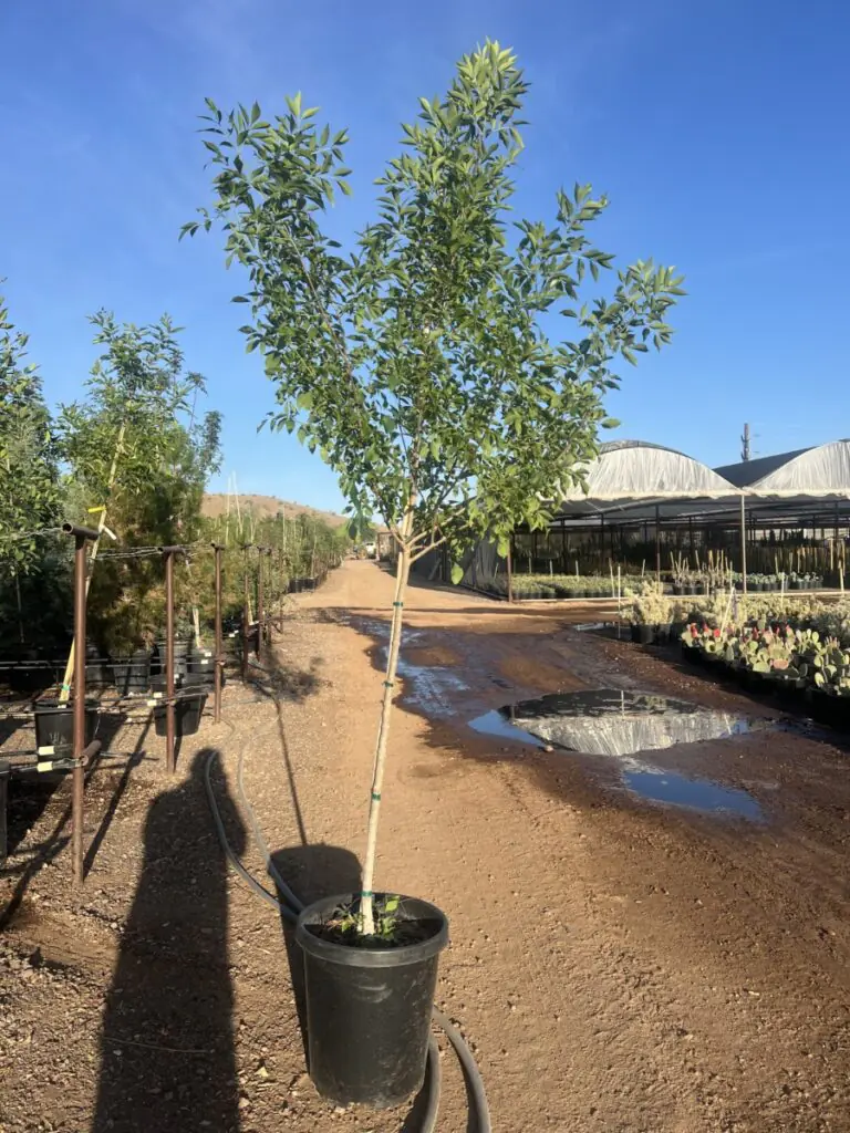 15G Arizona Ash