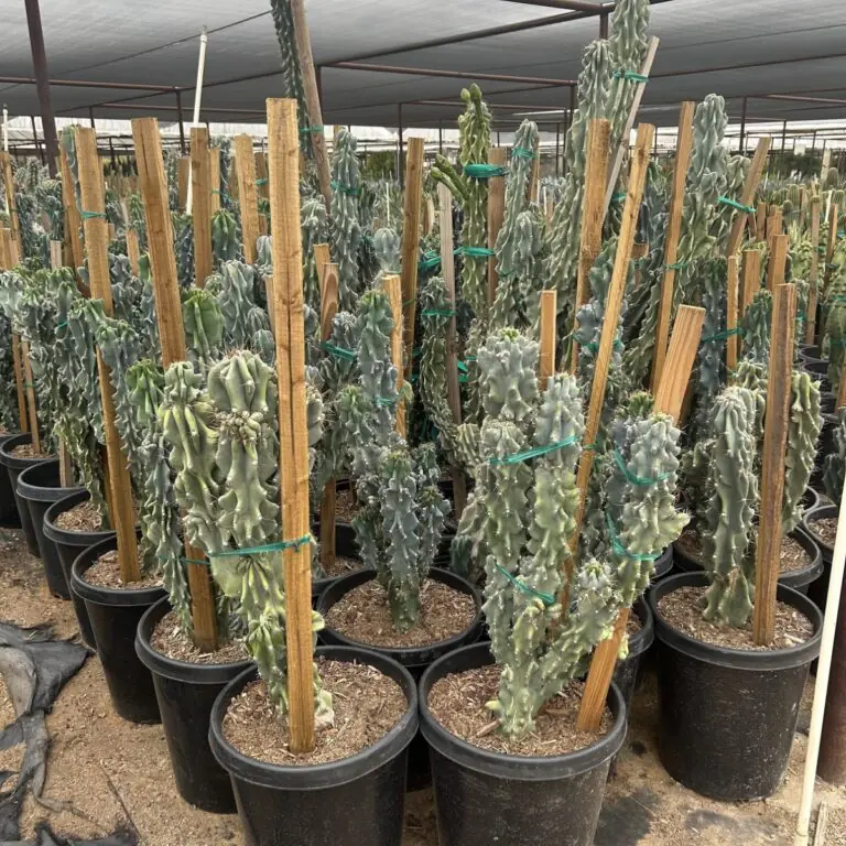 15G Cereus Monstrousus