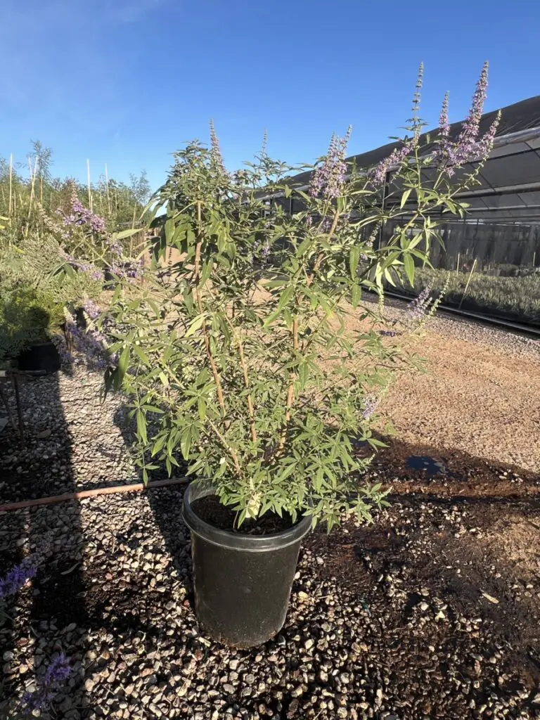 15G Chaste Tree