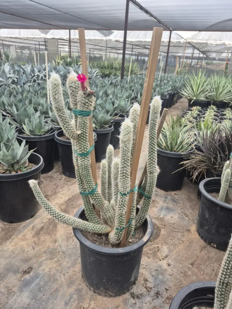 15G Desert Gnomes Cactus