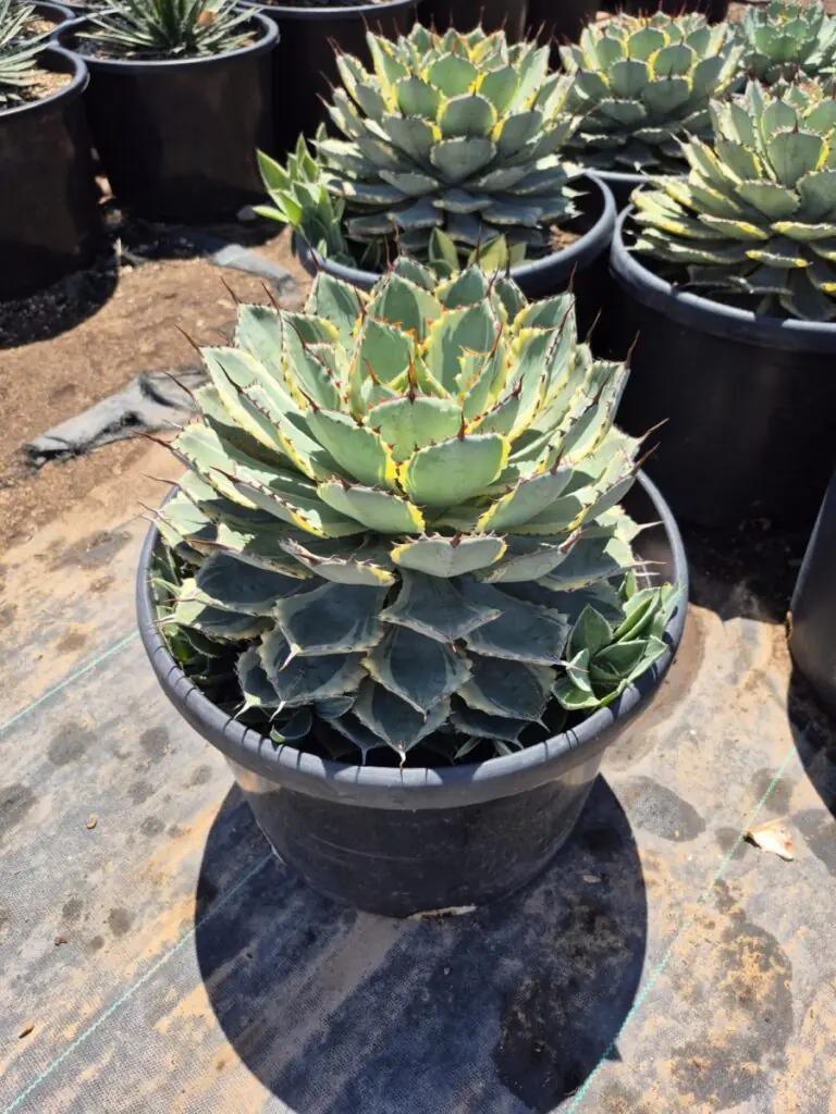 15G Dwarf Butterfly Agave Variegated