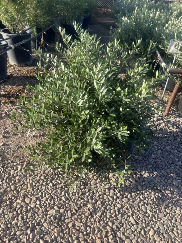 15G Dwarf Olive