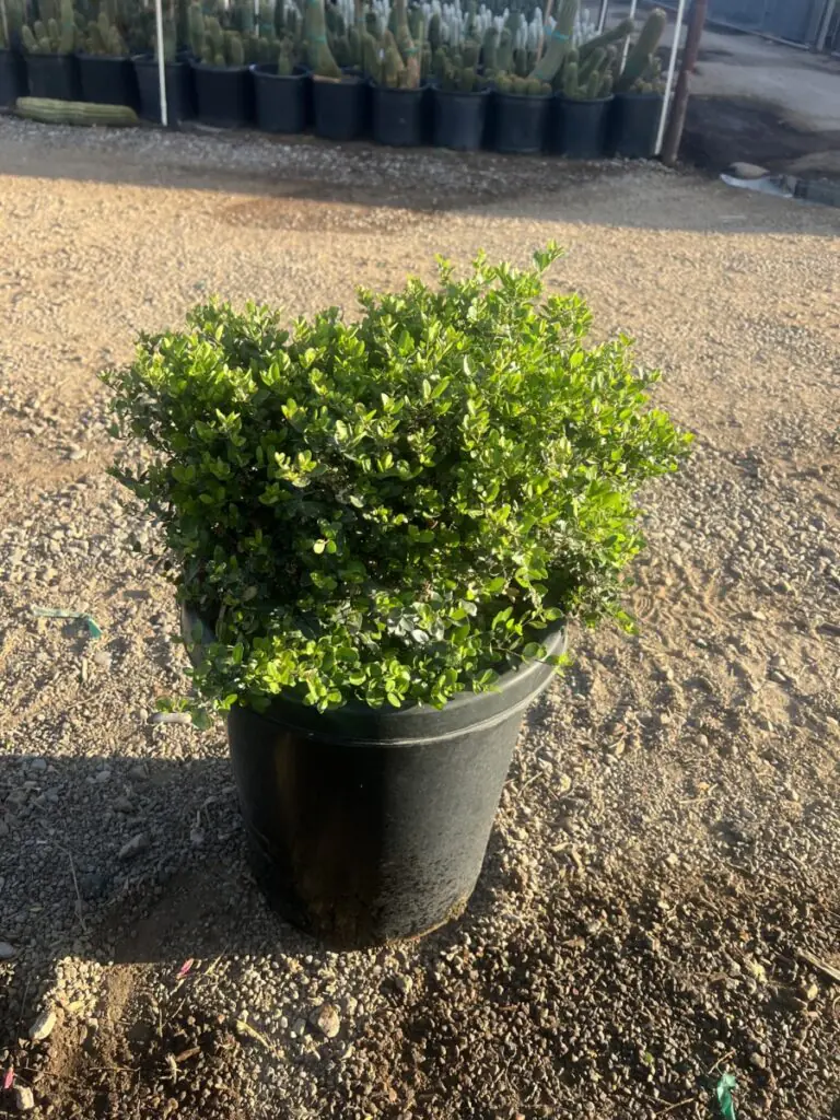 15G Dwarf Yaupon Holly