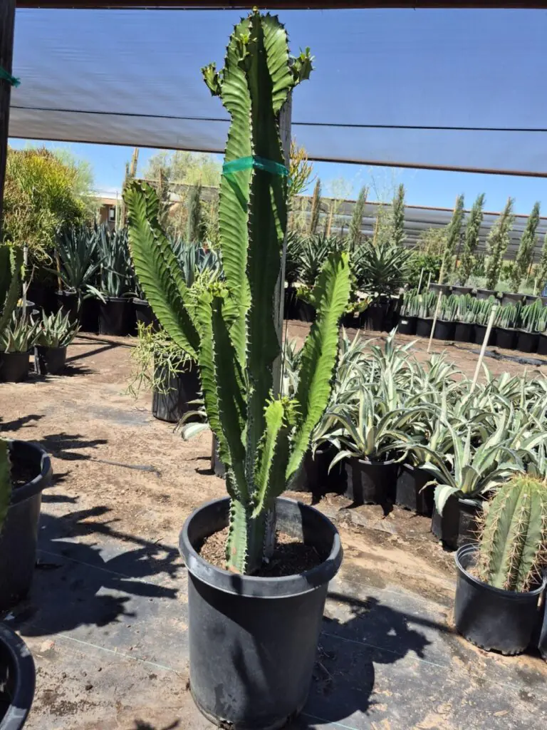 15G Euphorbia Ingens Premium