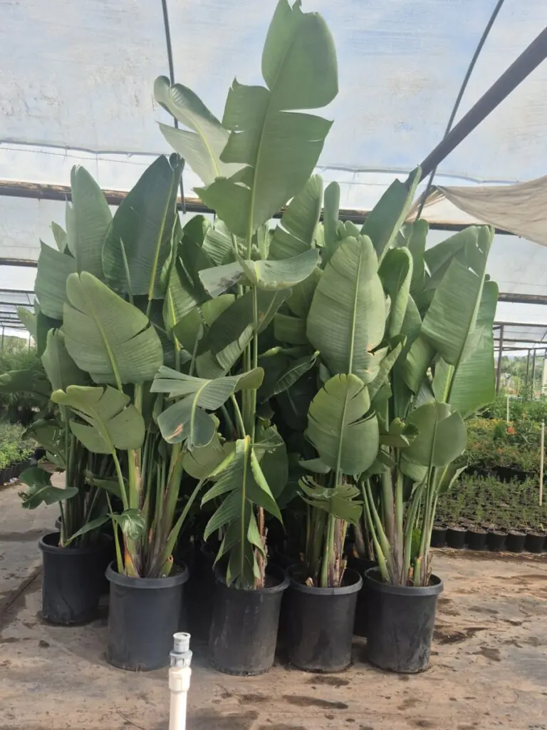 15G Giant Bird Of Paradise Premium