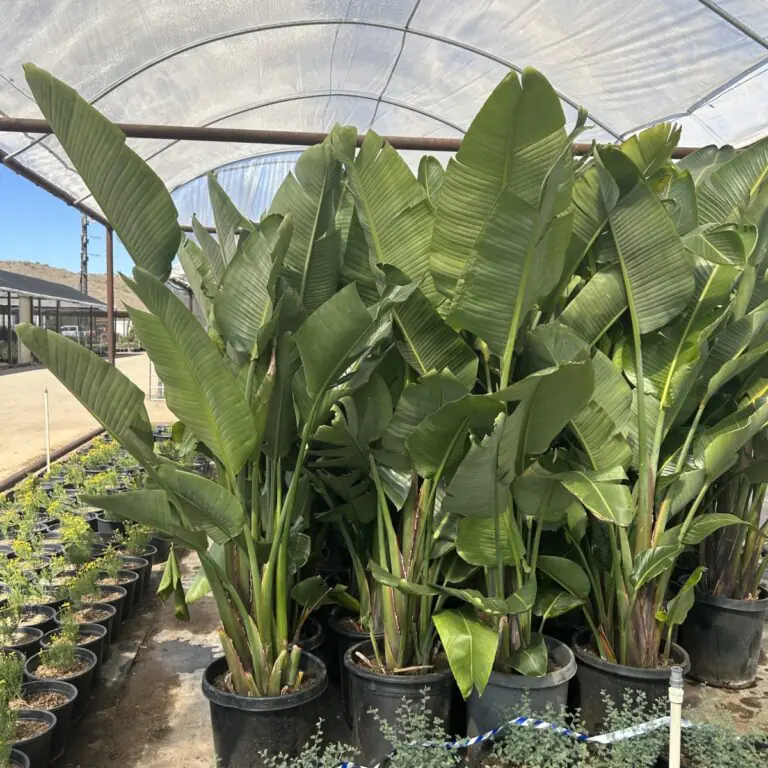 15G Giant Bird Of Paradise Premium