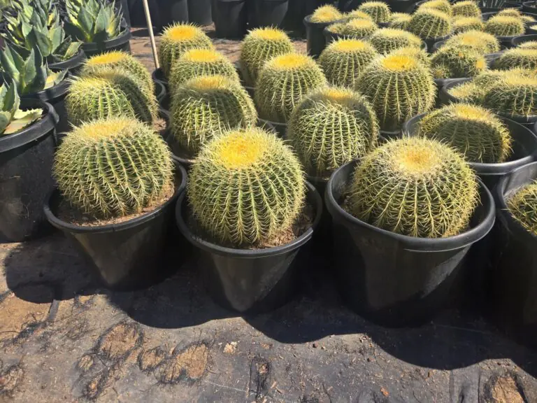15G Golden Barrel Sale