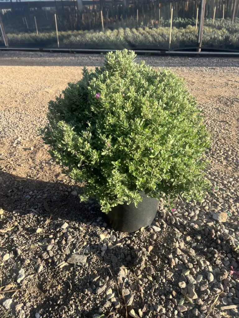 15G Green Cloud