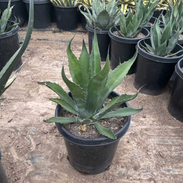15G Green Giant Agave