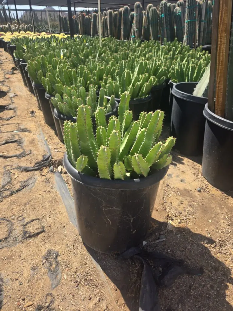15G Morrocan Mound Sale