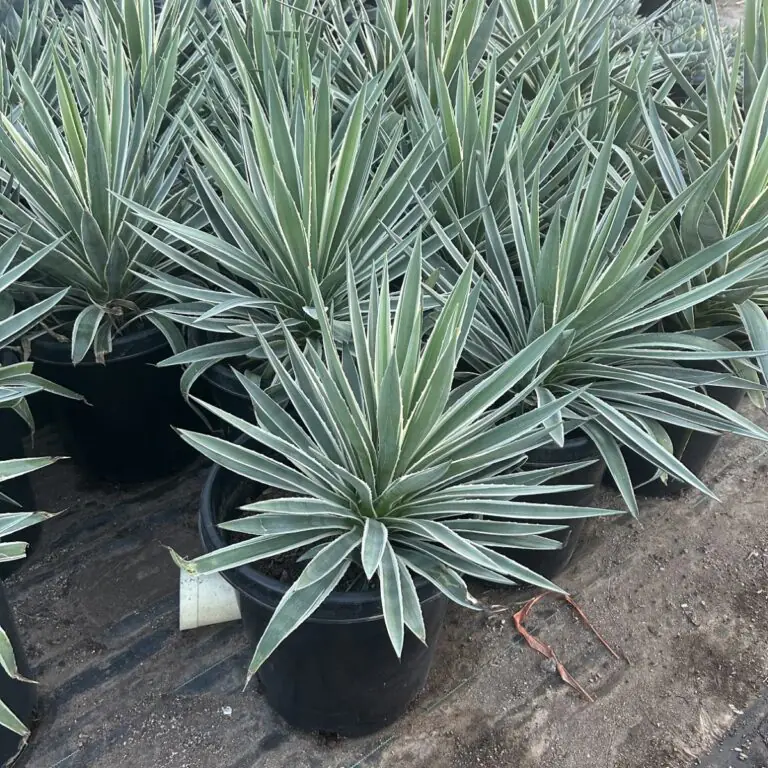 15G Narrow Leaf Agave Sale