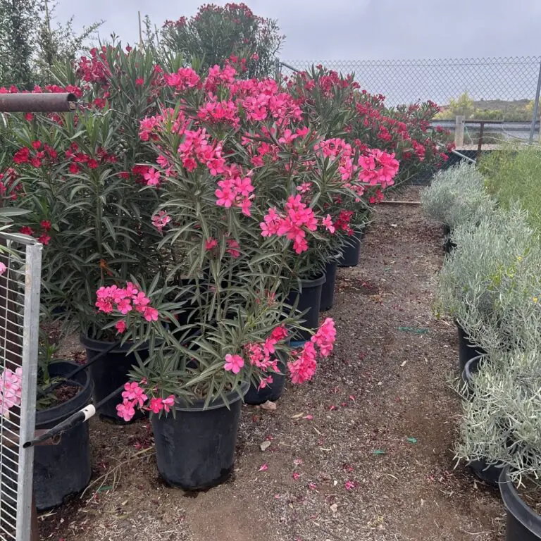 15G Red Oleander