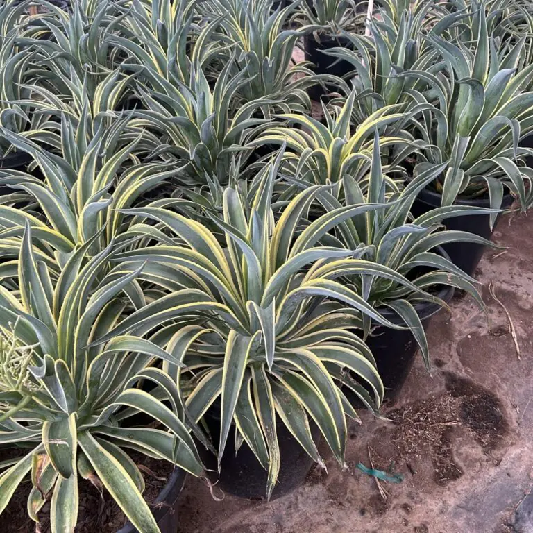 15G Variegated Tropical Agave
