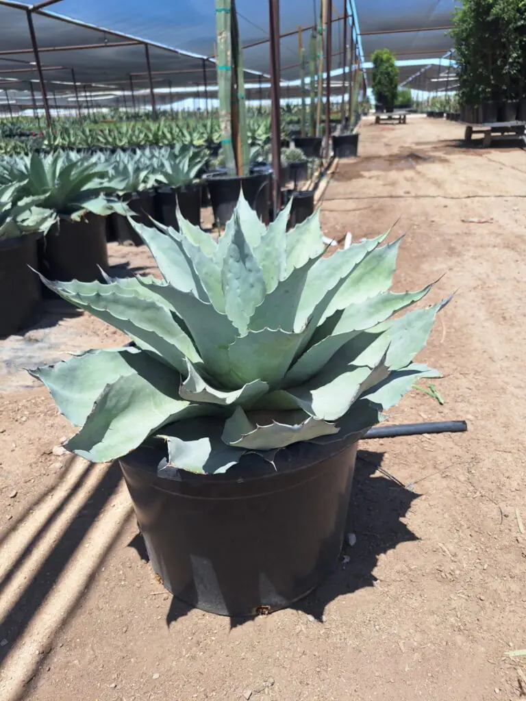 15G Whales Tongue Agave