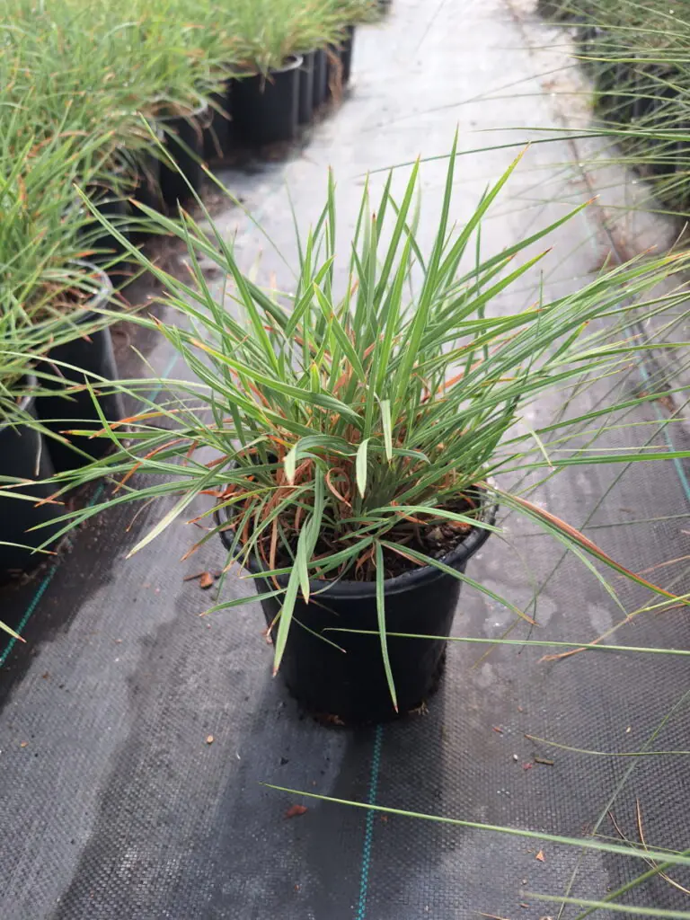 1G Bull Grass