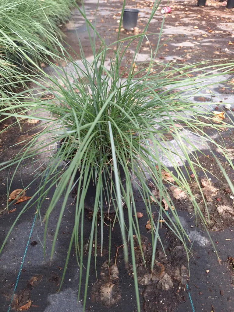 1G Pine Muhly Grass