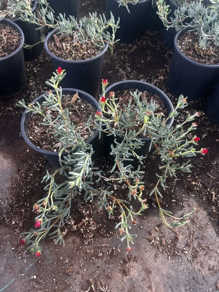 1G Red Ice Plant
