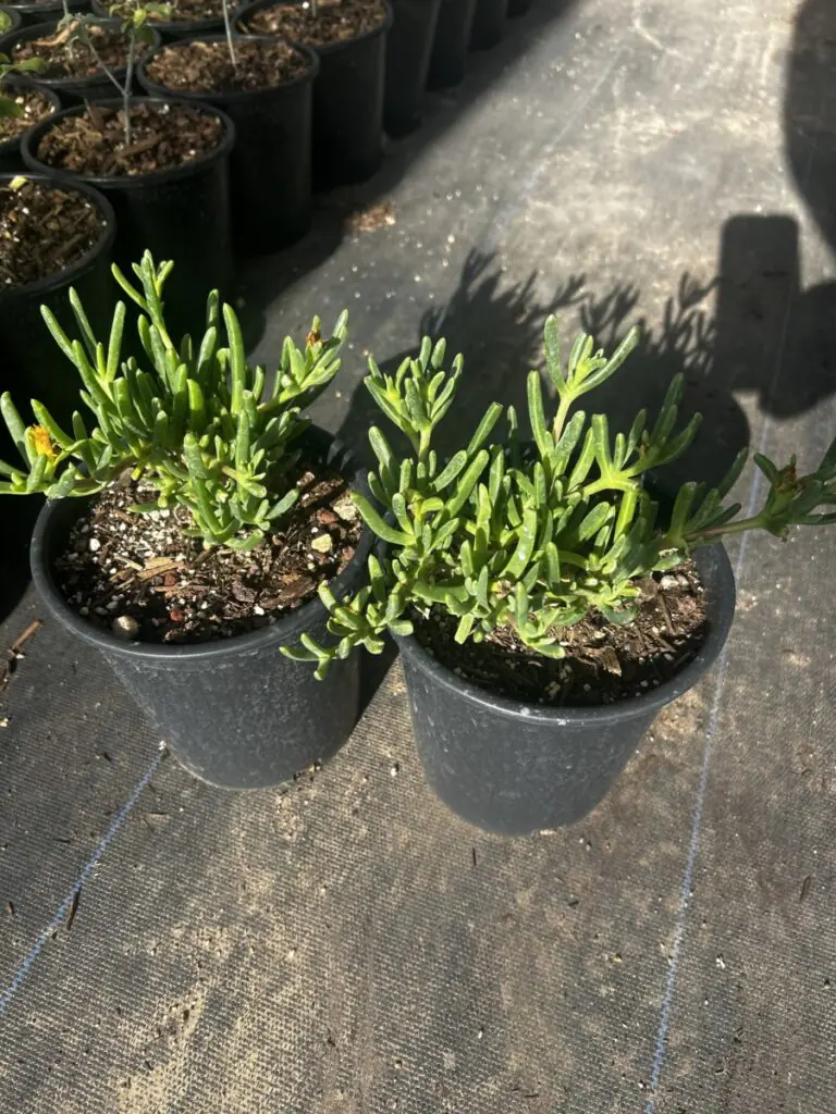 1G Rocky Point Ice Plant