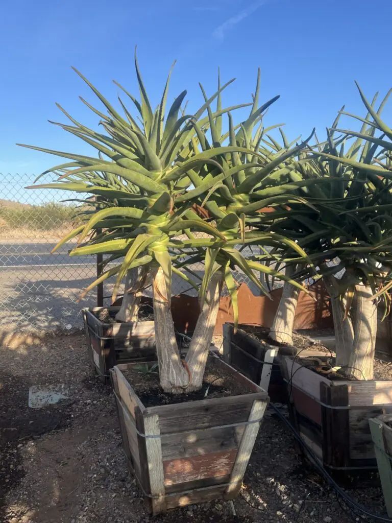 25G Aloe Hercules Pmr