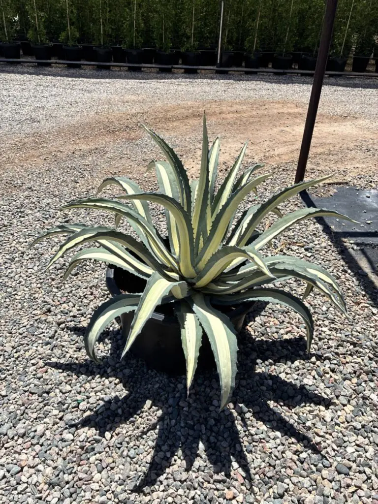 25G Agave Medio Picta Alba Sale