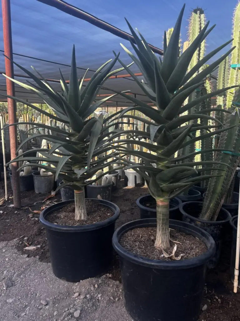 25G Aloe Hercules