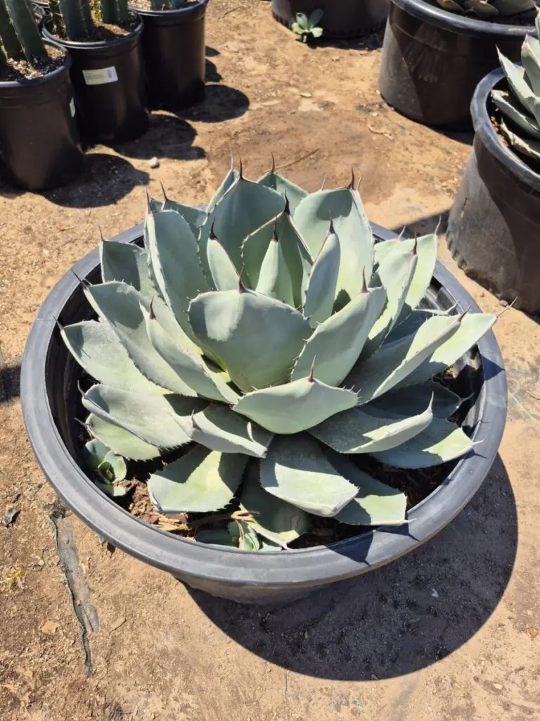 25G Artichoke Agave Premium