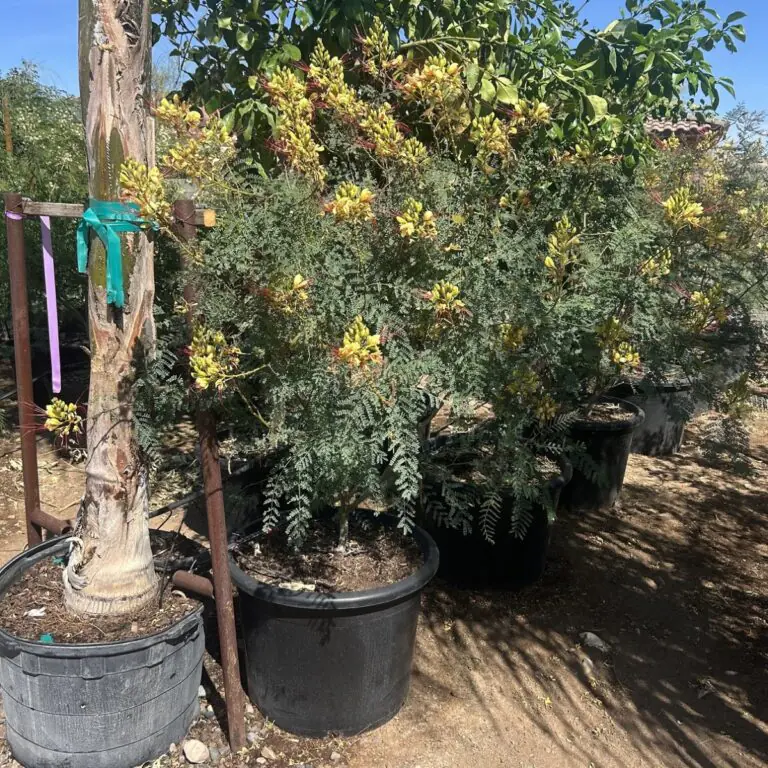 25G Desert Bird Of Paradise