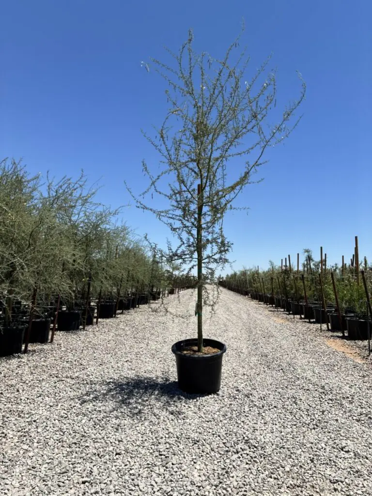 25G Foothill Palo Brea Ccf Sale