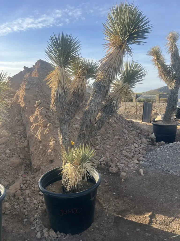 25G Joshua Tree Premium