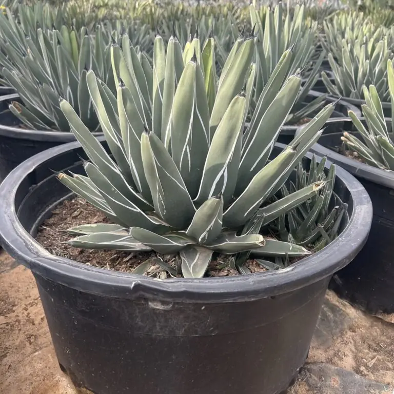 25G King Ferdinand Agave