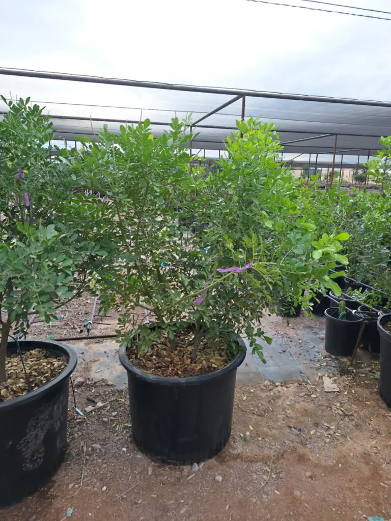 25G Texas Mountain Laurel Premium