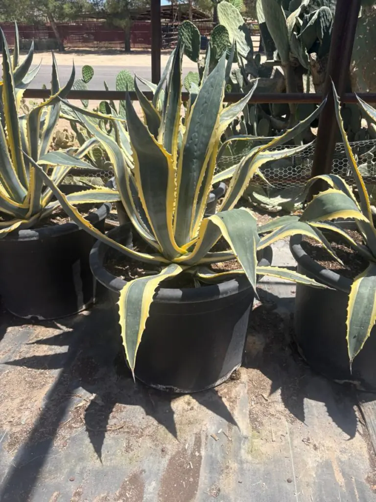 25G Variegated Century Plant