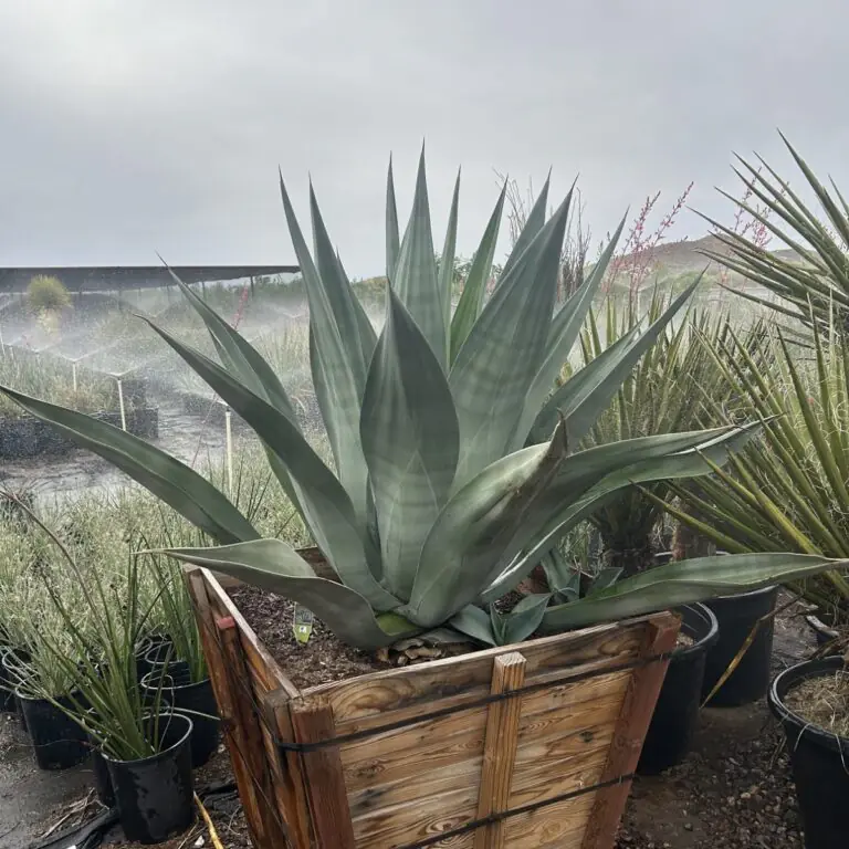 36In Agave Weberi Big Boy Ccf