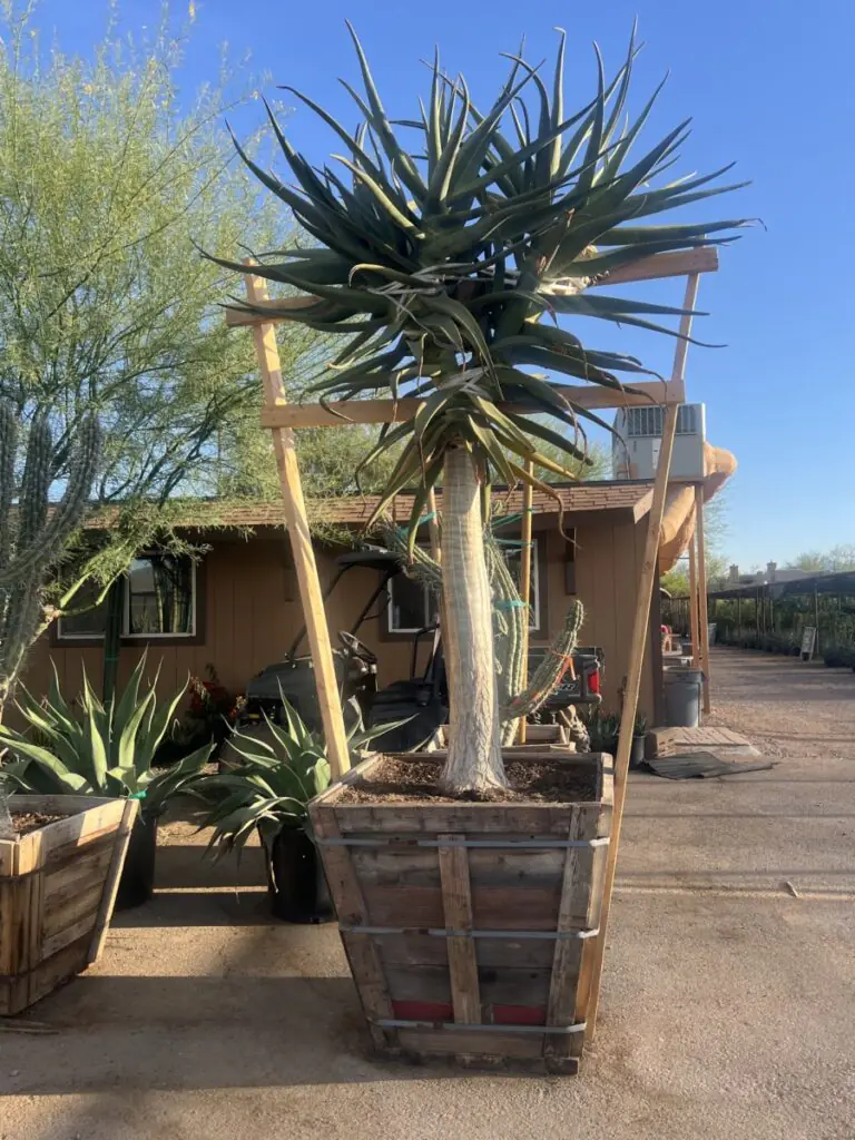 36In Aloe Hercules Premium