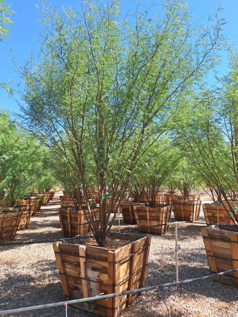 36In Chilean Fuente Mesquite Ccf