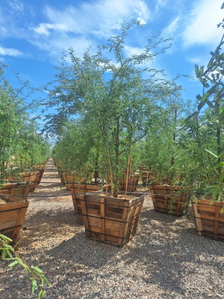 36In Native Mesquite