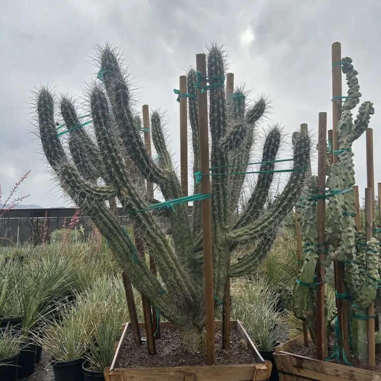 36In Toothpick Cactus