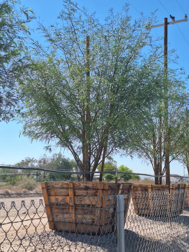 48In Chilean Fuente Mesquite CCF