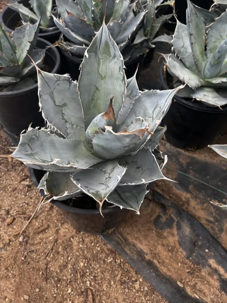 5G Agave White Ice
