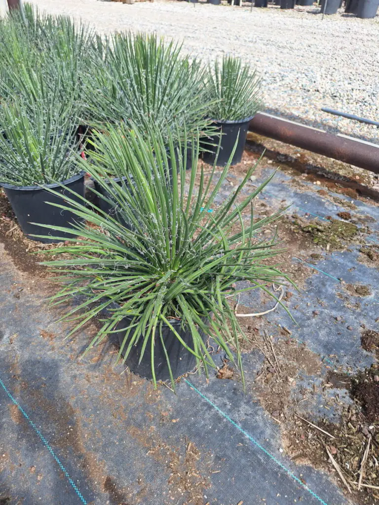 5G Agave Geminiflora Premium
