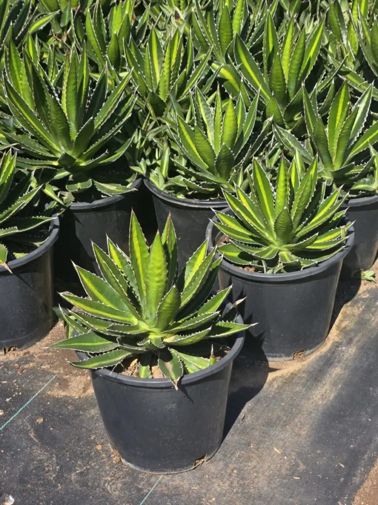 5G Agave Lophantha