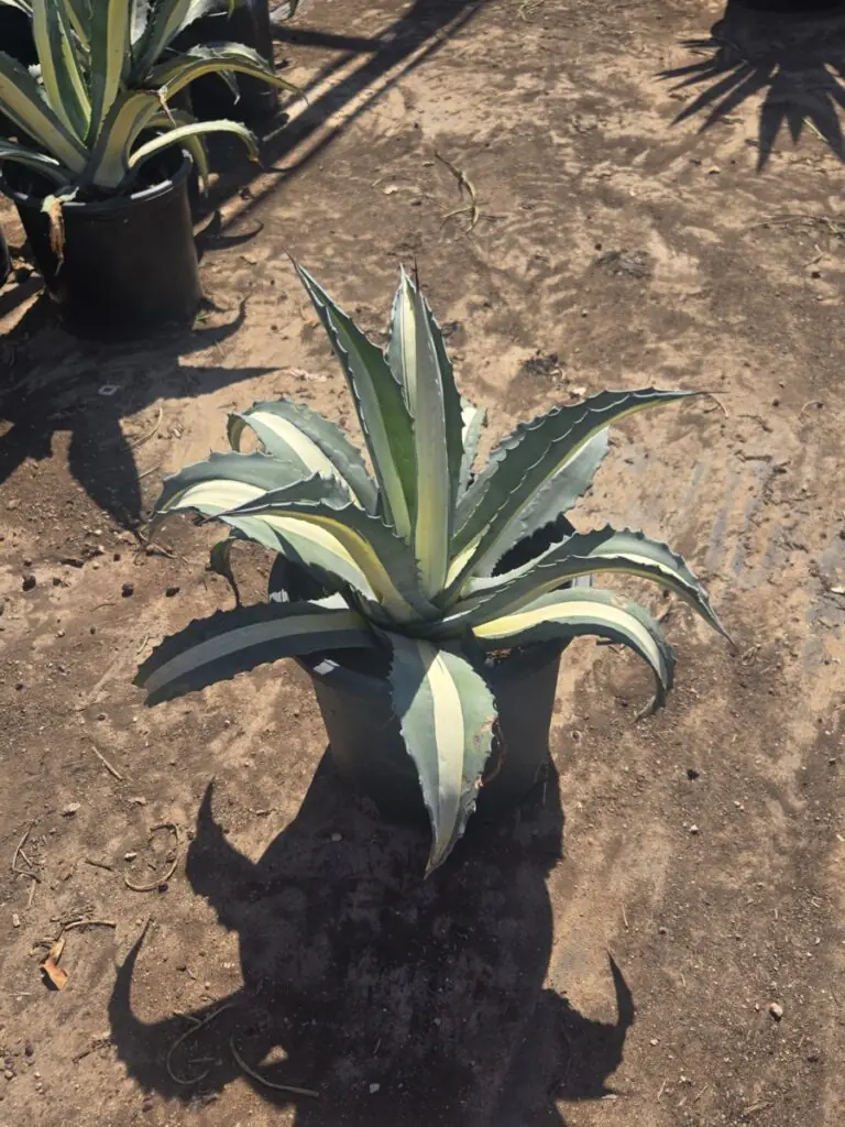 5G Agave Medio Picta Alba Sale
