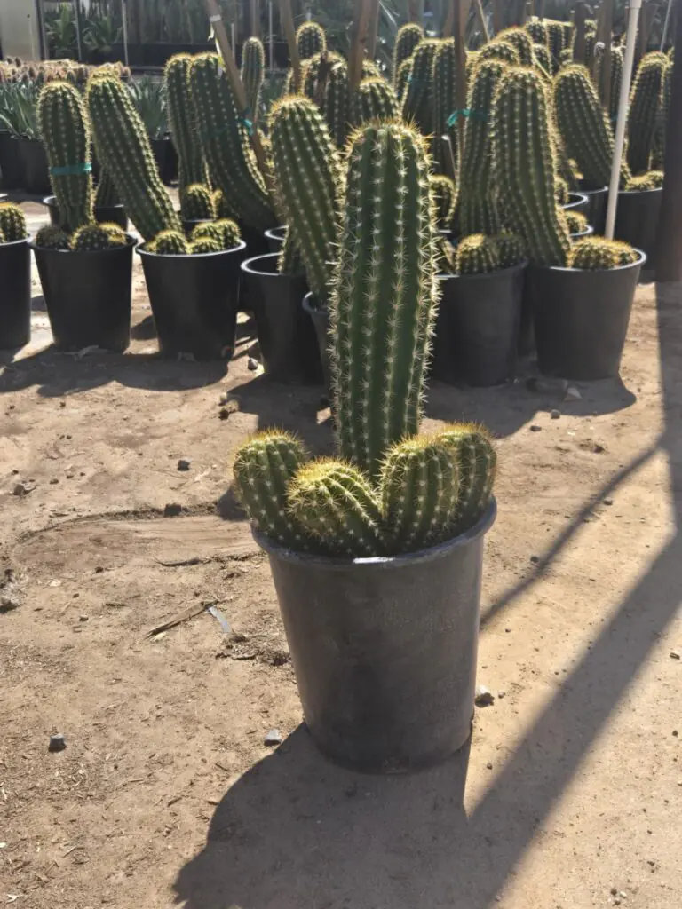 5G Argentine Giant Sale 2