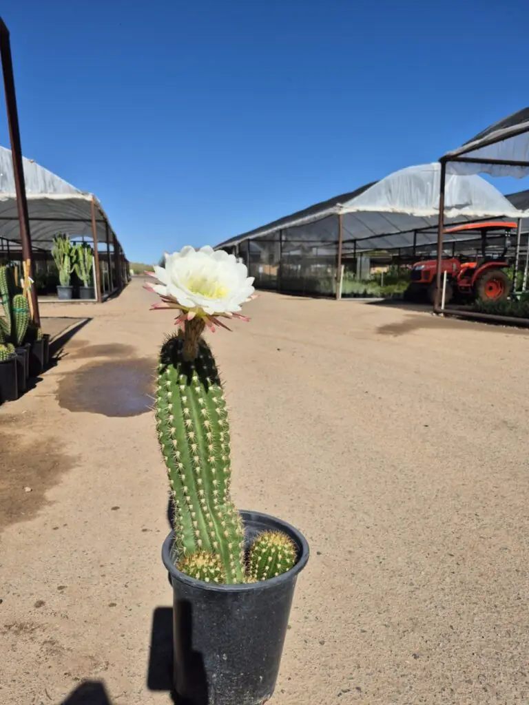 5G Argentine Giant Sale